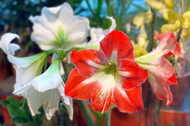 Kako da zeznete amarilis da CVETA VIŠE PUTA GODIŠNJE: Provereni trik koji garantovano daje rezultate