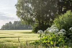 Kontakt z tą rośliną może skończyć się szpitalem. Uważaj zwłaszcza na spacerach