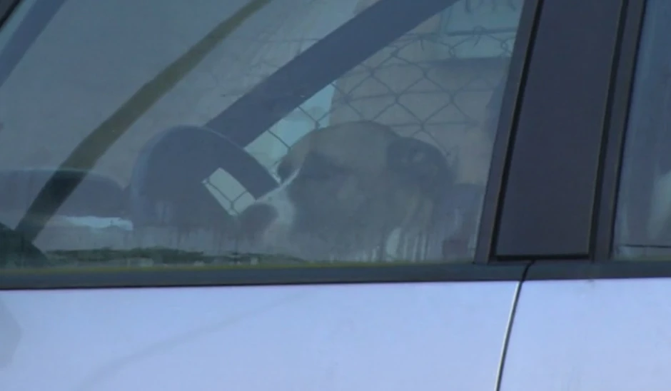 Jedan od pasa sa kojima deli sudbinu