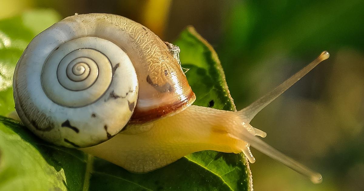 Snail slime as moisturizer? Don’t sleep on this skincare hack