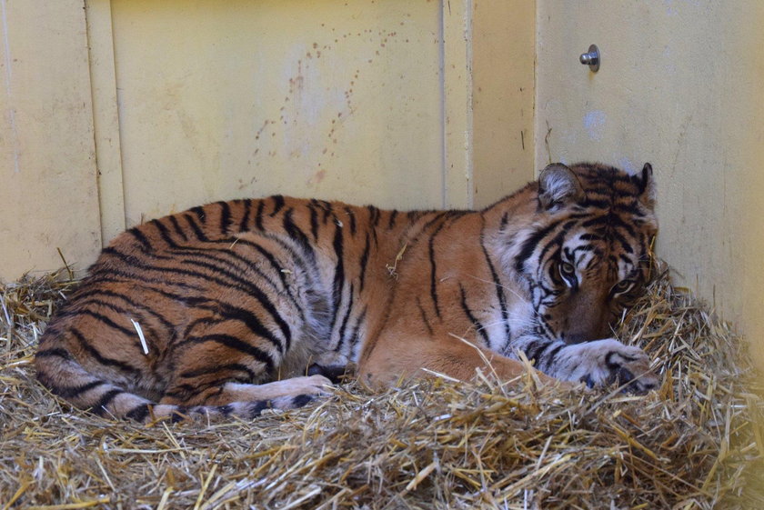 Pięć z siedmiu tygrysów opuści w sobotę poznańskie zoo