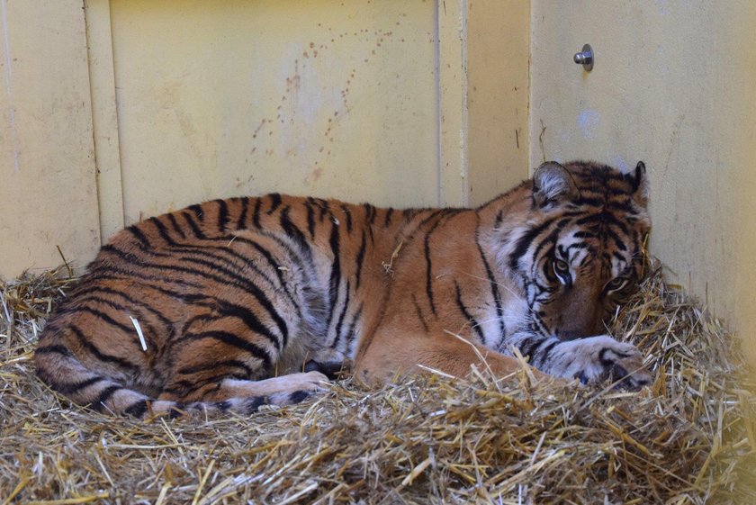 Urzędnicy ściagają dyrektor zoo