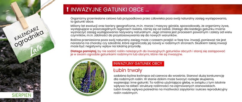 łubin trwały - inwazyjny gatunek obcy, zakaz