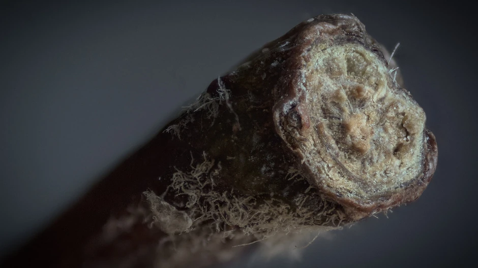 Možete li da pogodite šta je ovo?