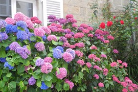 Uradite ovo ODMAH i vaše HORTENZIJE će tokom leta imati najraskošniji cvet