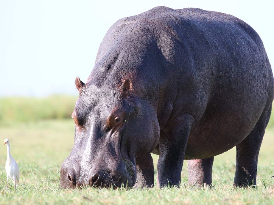 ... to hippos, which they were surprised to learn are actually considered the continent's most dangerous animals. Hippos often unpredictably ram safari boats, accidents that sometimes result in fatalities.