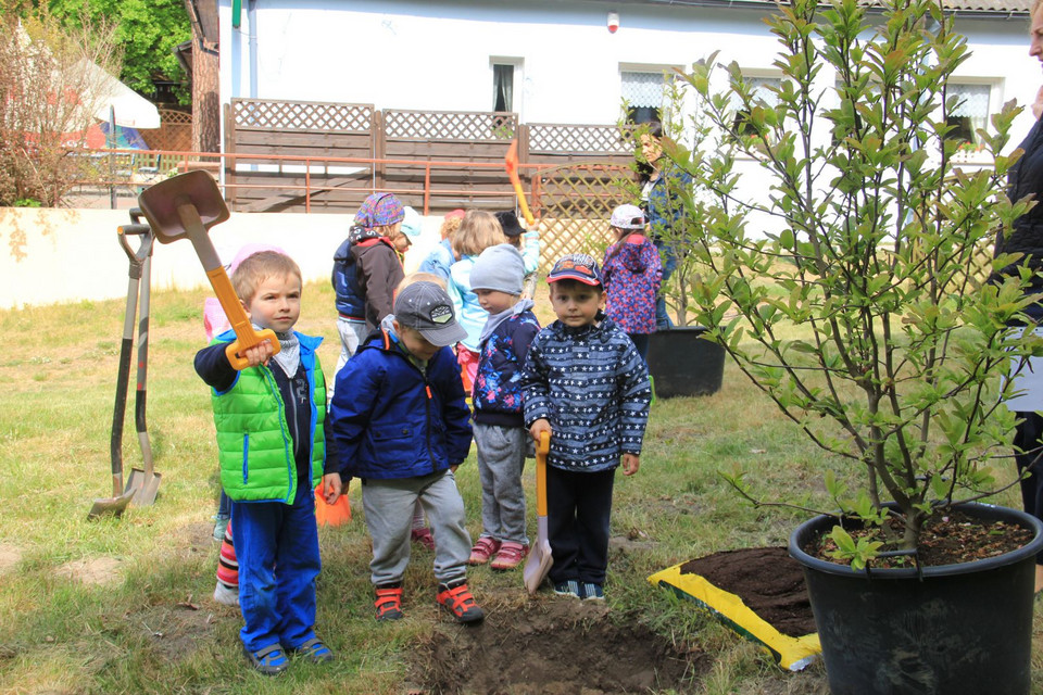 W niedzielę festyn. Będą rozdawać szczecińskie magnolie