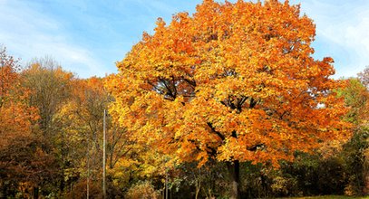 Kiedy zaczyna się jesień? Początek astronomicznej i kalendarzowej jesieni wypada w inne dni!