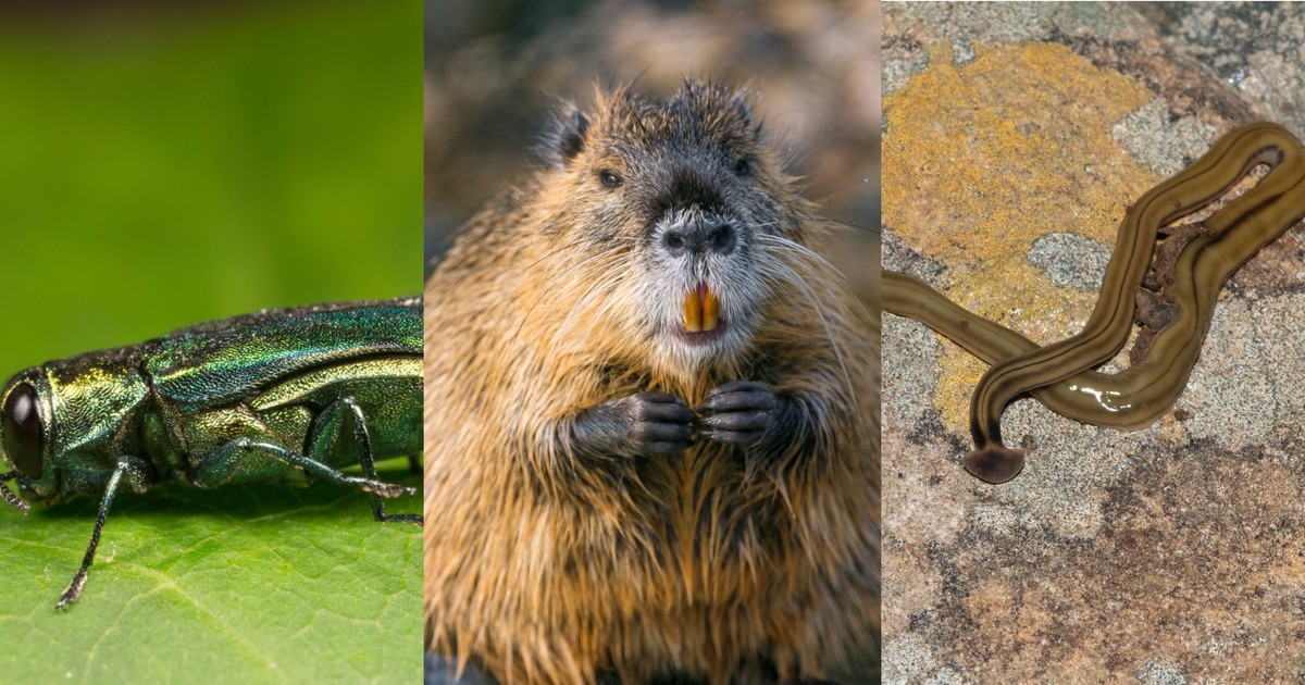 6 weird invasive species wreaking havoc in the US, from self-cloning ...