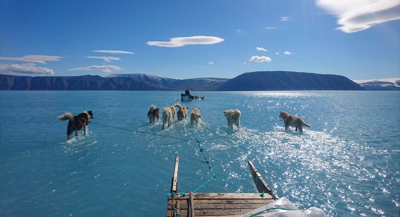 Sled dogs wade ankle-deep through water on top of a melting ice sheet in northwestern Denmark.