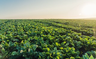 Burak wraca do łask. Na świecie zaczyna brakować cukru