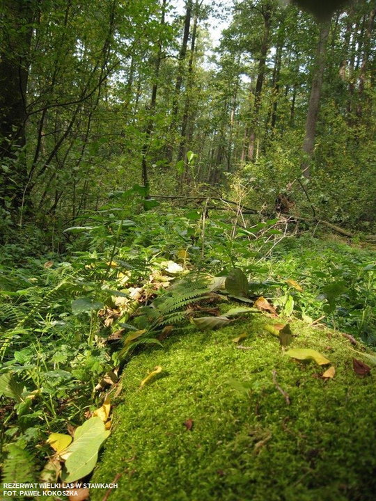 Rezerwat Wielki Las, Park Krajobrazowy Stawki