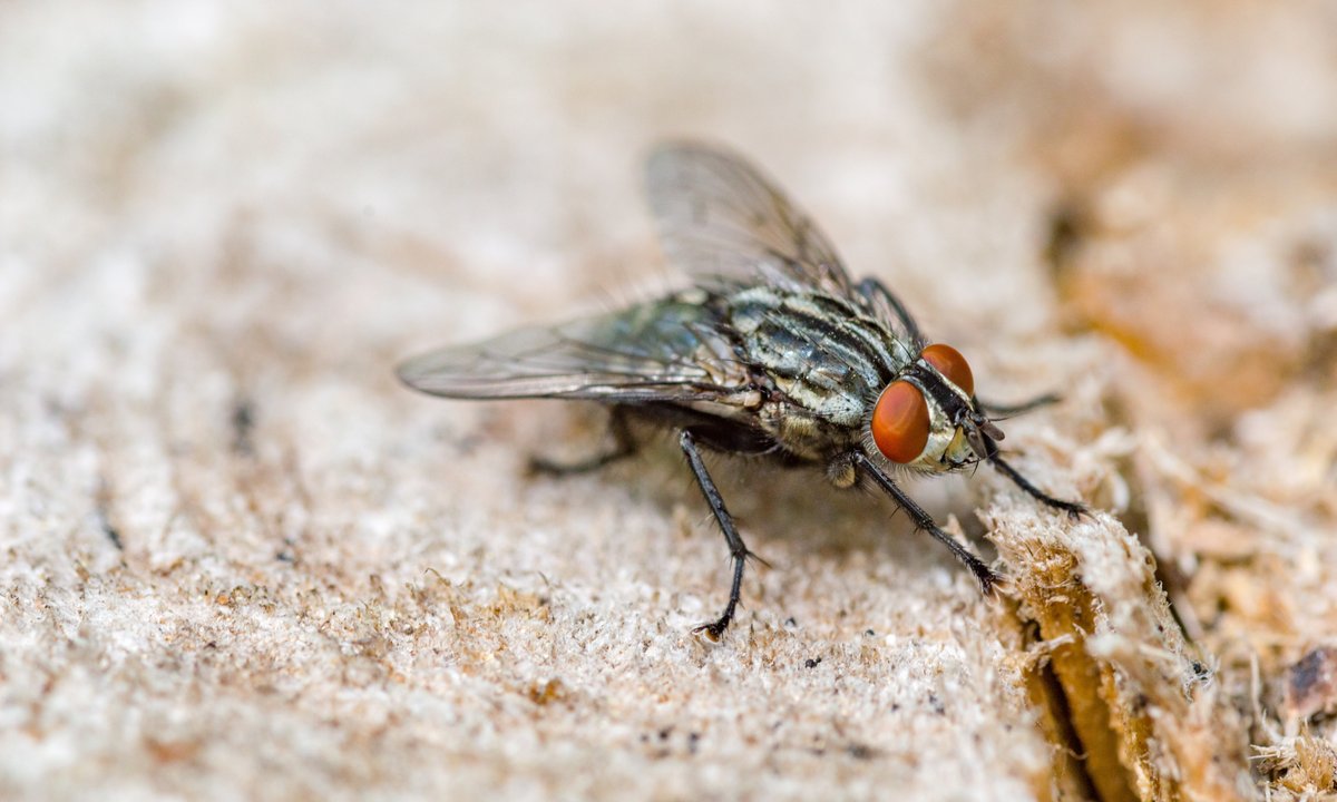 Polskie miasto walczy z plagą much. "Wczoraj co najmniej 200 wpadło"