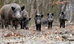 Myśliwy o odstrzale dzików: To plan szaleńca. Pokazuje się nas, jako rasowych suk...w