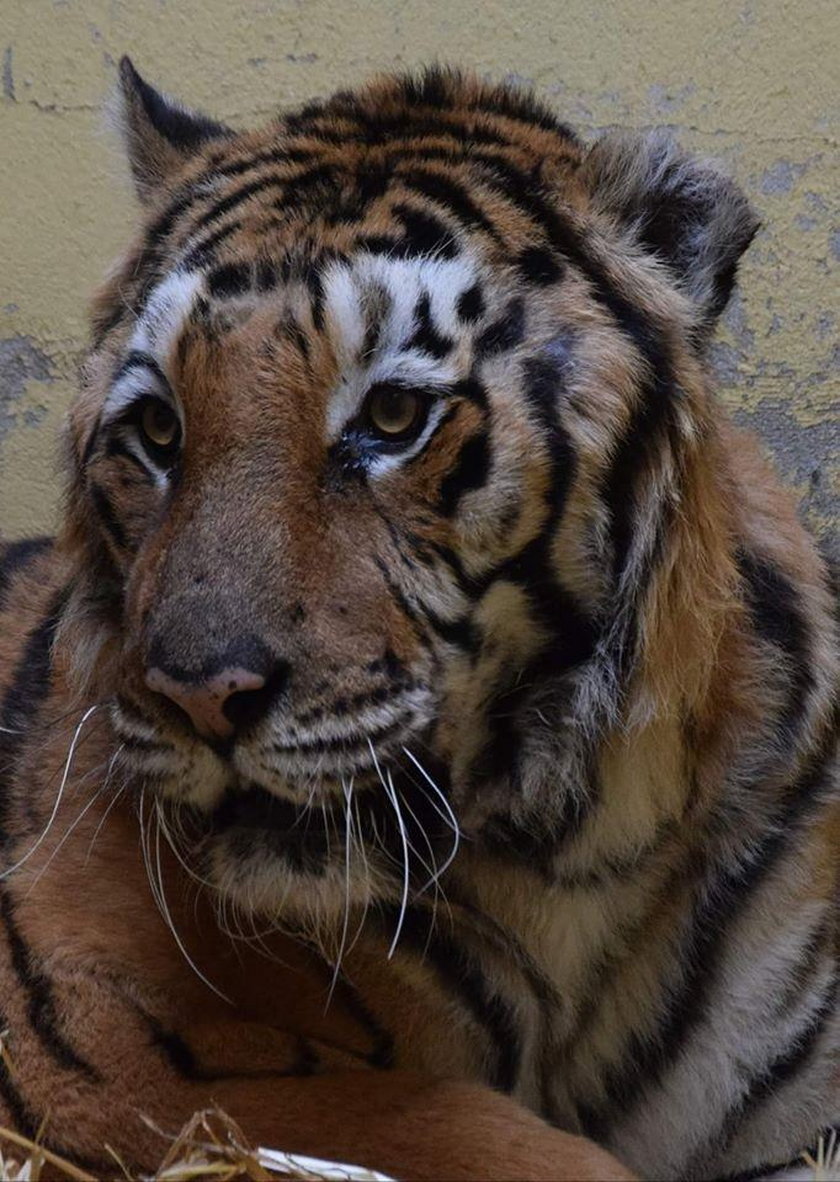 Poznań: tygrys uratowany z granicy w ciężkim stanie. Może nie przeżyć