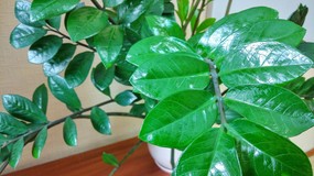 Dlaczego zamiokulkas nie wypuszcza nowych liści? Rozpuszczam to w wodzie i podlewam zamiokulkasa.  Wypuszcza liście jeden po drugim