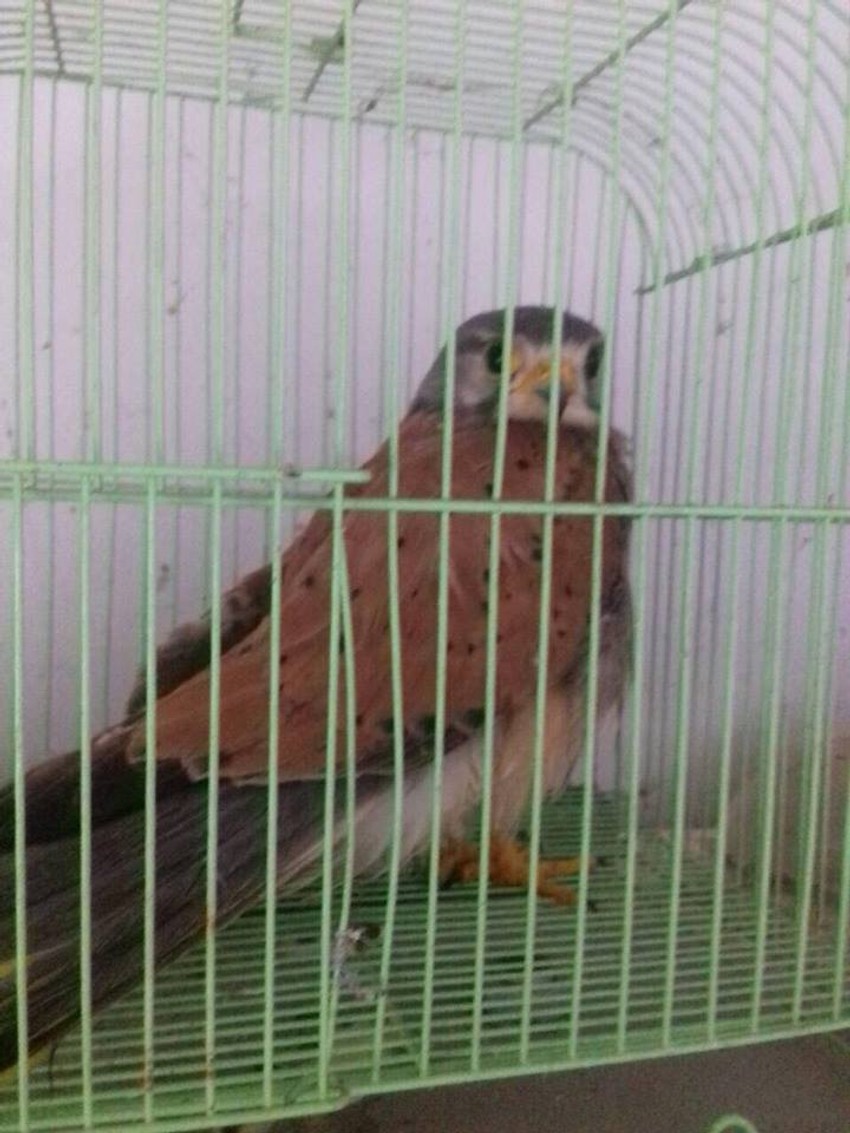 Povređena vetruška