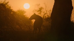 królestwo zwierząt kingdom serial przyrodniczy odcinek 6 finał gdzie oglądać