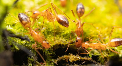 Szalone mrówki sieją postrach! Plują kwasem i zabijają zwierzęta
