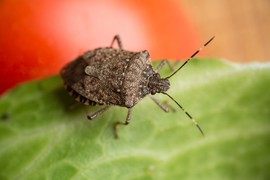 Insektolog otkriva KAKO DA SE REŠITE SMRDIBUBA: Ovaj NAJPROSTIJI TRIK pomaže da uopšte ne uđu u vaš stan ili kuću - samo poprskajte ovo po prozorima!