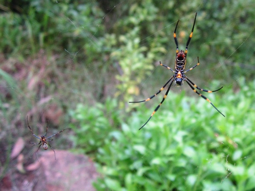 Mužijak i ženka tigrastog pauka
