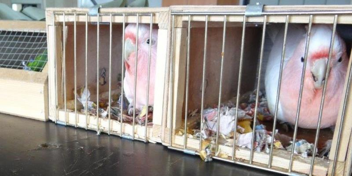 Służby graniczne udaremniły wywóz z Polski cztrech egzotycznych papug