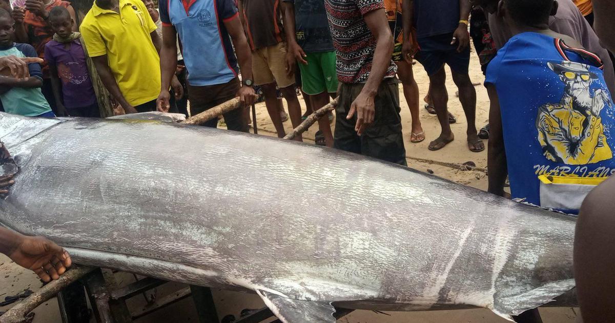 The blue marlin fish caught by local Nigerian fisherman not worth  $2.6million - AFP Fact Check reveals