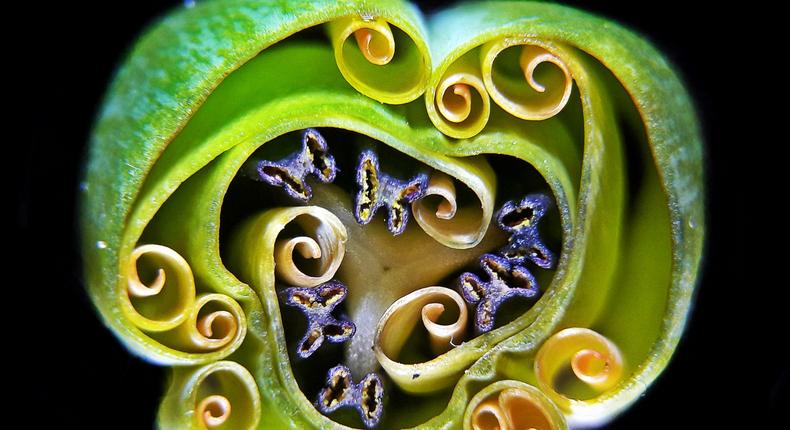 09 tulip bud cross section andrei savitsky microscope photo nikon small world 2019 nsw2019