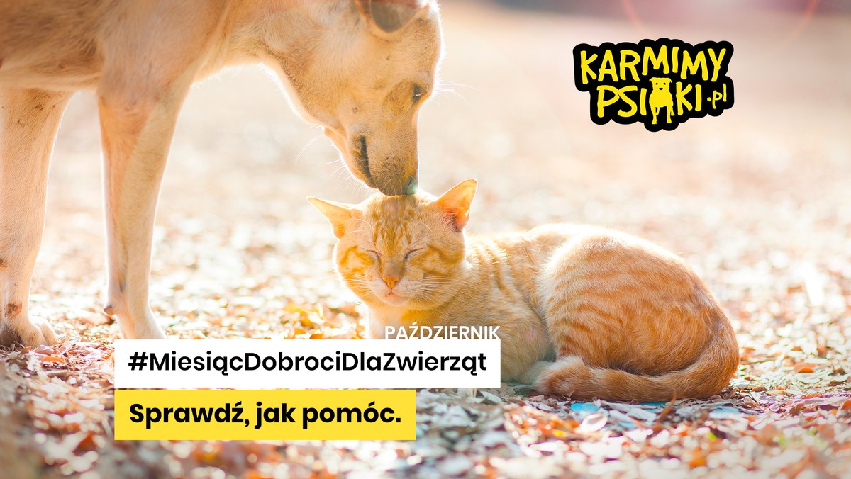 Październik uznaje się za Miesiąc Dobroci dla Zwierząt. To czas, kiedy więcej mówi się o tym, że zwierzęta to istoty żywe, które są zdolne do odczuwania cierpienia, mają swoje prawa i zasługują na szacunek, opiekę, ochronę oraz dobre traktowanie.