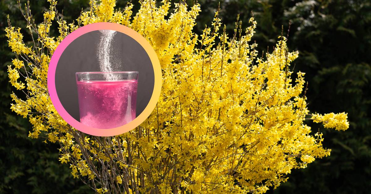 Wiosną rośnie wszędzie. Działa jak kolagen z apteki, a możesz zrobić go za darmo