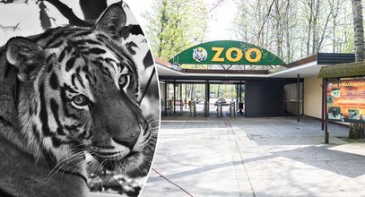 Dramatyczny komunikat zoo w Poznaniu. "Wiemy, że postąpiliśmy słusznie"