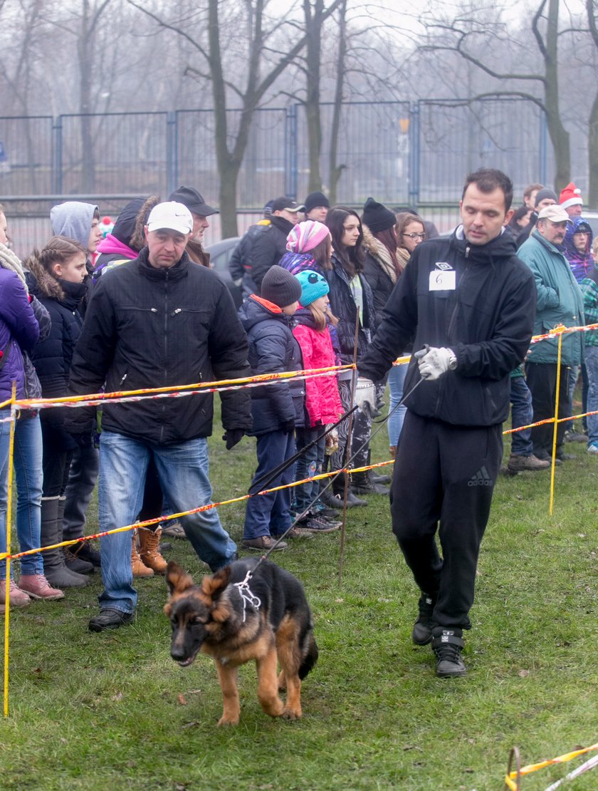 Mikołajowa wystawa owczarków