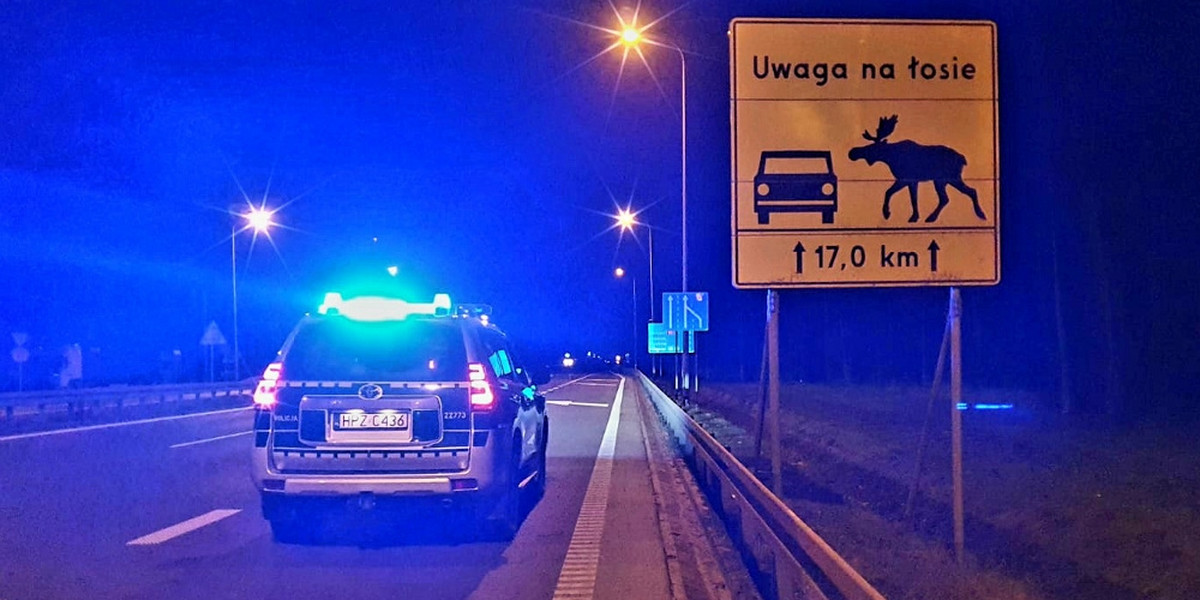 Zderzył się z łosiem i... trafił do więzienia.