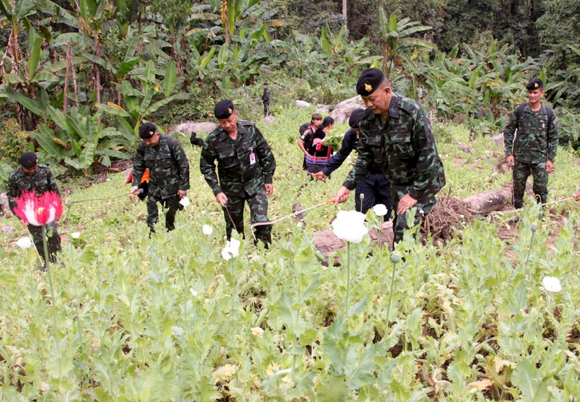 Wojsko likwiduje plantację opium w Tajlandii, tzw Złotym Trójkącie na granicy z Birmą i Laosem