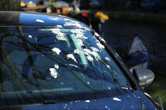 Nikada ga ne stružite! Ptičji izmet može trajno oštetiti automobil: Evo kako da ga bezbedno uklonite