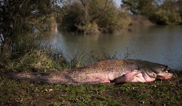 Som, ulov, ilustracija