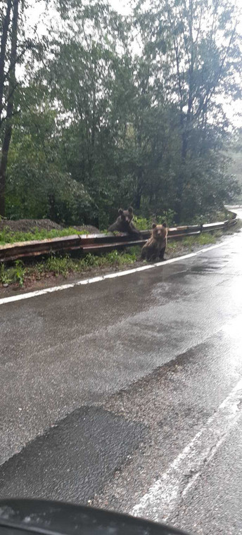 Niedźwiedzie przy Drodze Transfogarskiej w Rumunii.