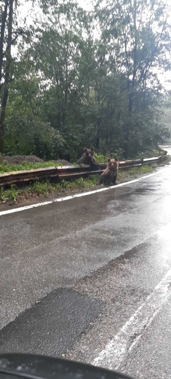 Ursi pe soseaua Transfagarasan din Romania.
