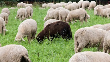 "Naturalne kosiarki" w Gdańsku. Niedaleko centrum miasta będą się pasły owce