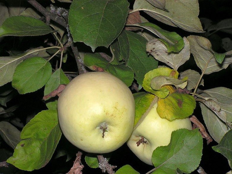 Jabłoń antonówka -  Bff / Wikimedia Commons /lic.CC BY-SA 4.0