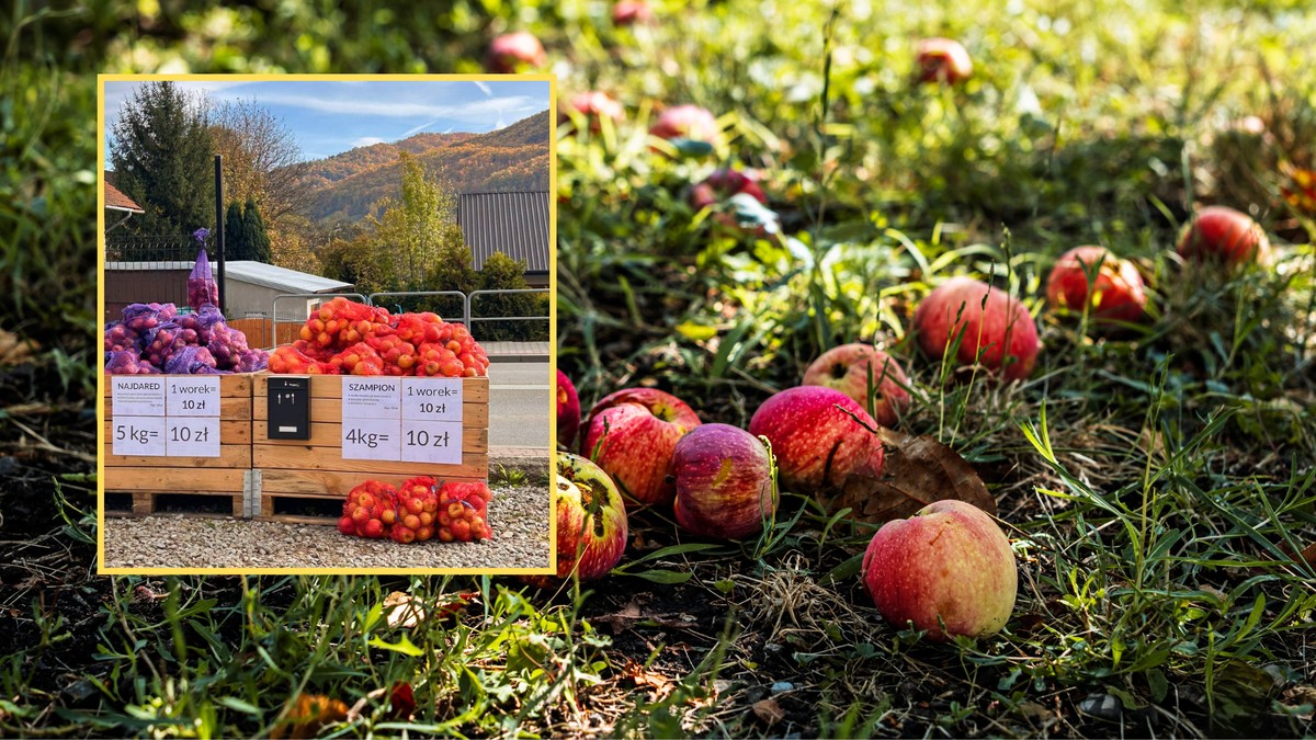 Przy drodze postawili skrzynie z jabłkami. Ludzie od razu zaczęli pytać