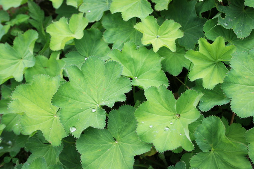 Przywrotnik pospolity (Alchemilla vulgaris)