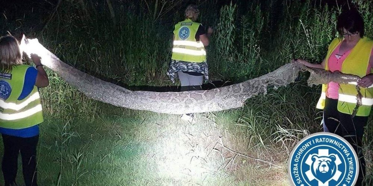 Uciekamy! Wąż może zjeść człowieka!