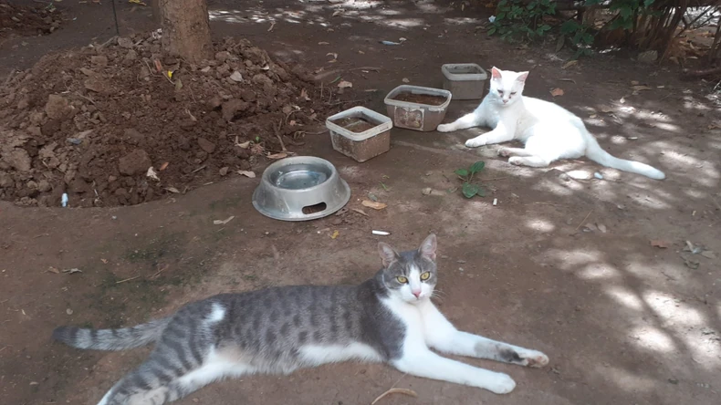 Stanovnici "oaze radosti" u Nišu