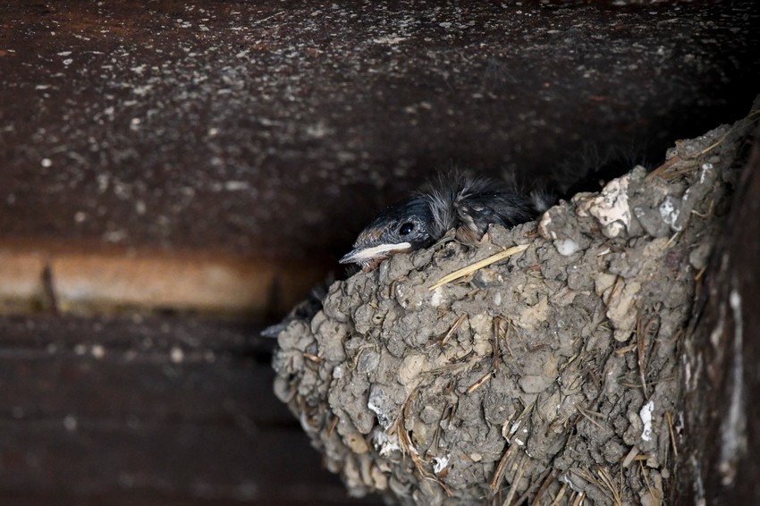 Domaćinstvo Mire Crnojević u Sremskim Karlovcima koje su laste izabrale