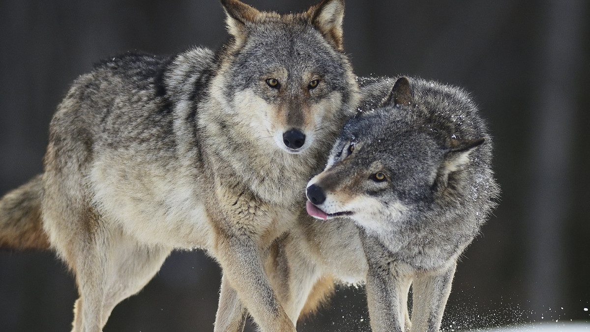 Osiem wilków zostało nagranych na fotopułapkę w lesie niedaleko Jędrzychowa. To osiedle domków jednorodzinnych w południowej części miasta.