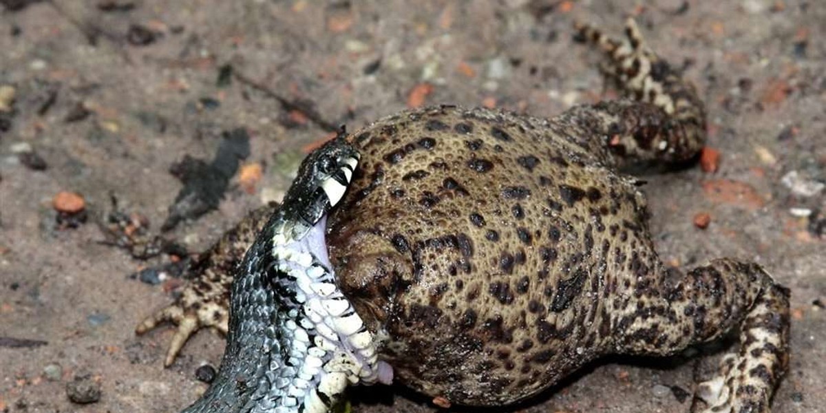 A to gad! Pożarł żabę żywcem. Drastyczne FOTO