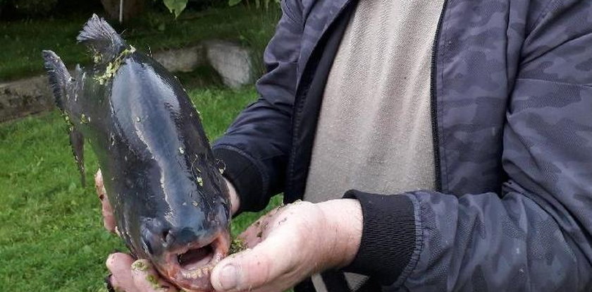 Egzotyczna "bestia" w Jeziorze Zegrzyńskim. Zaplątała się w sieci wędkarza