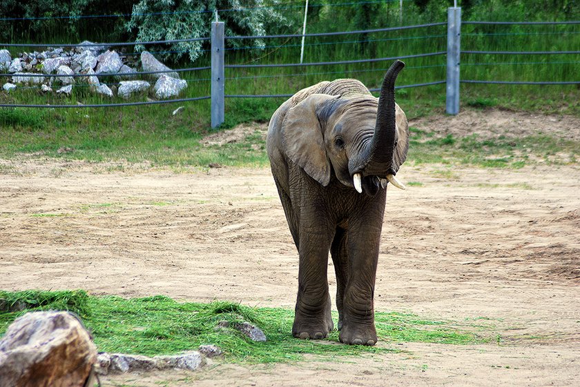 Słoń Yzik opuści poznańskie ZOO. Trafi do Włoch