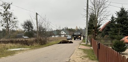 Wojskowa ciężarówka śmiertelnie potrąciła żubra. Pokazali poruszające zdjęcie